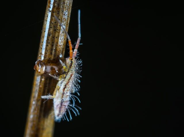 The Different Types Of Lawn Pests And How To Get Rid Of Them
